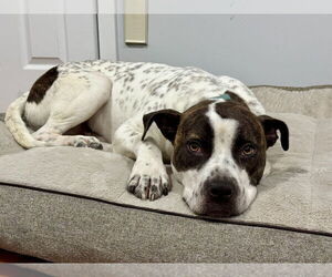 Staffordshire Bull Terrier-Unknown Mix Dogs for adoption in Brewster, NY, USA