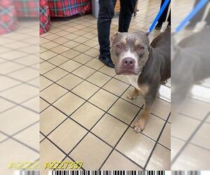 American Pit Bull Terrier Dogs for adoption in West Palm Beach, FL, USA
