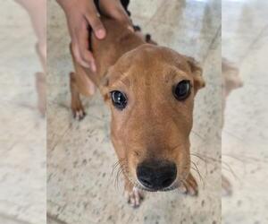 Mutt Dogs for adoption in San Antonio, TX, USA