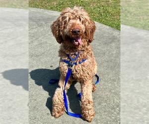 Goldendoodle Dogs for adoption in Boston, MA, USA