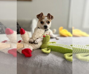 Jack Chi Dogs for adoption in Oakhurst, NJ, USA