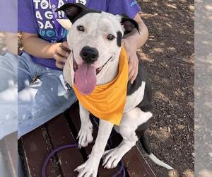 American Staffordshire Terrier-Unknown Mix Dogs for adoption in San Antonio, TX, USA