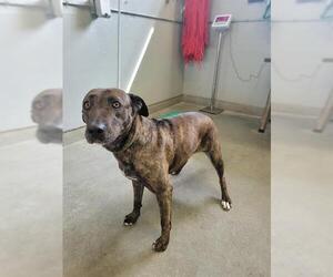 Labrador Retriever-Unknown Mix Dogs for adoption in Camarillo, CA, USA