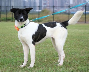 Small Collie Mix