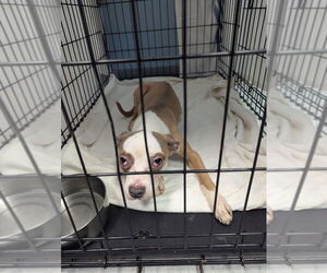 Mutt Dogs for adoption in Evansville, IN, USA