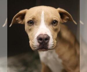 American Staffordshire Terrier-Unknown Mix Dogs for adoption in San Antonio, TX, USA