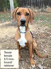 Redbone Coonhound Dogs for adoption in Williston, VT, USA
