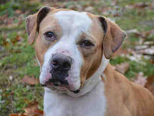 American Bulldog Dogs for adoption in Pittsburgh, PA, USA