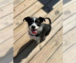 Mutt Dogs for adoption in Roxboro, NC, USA