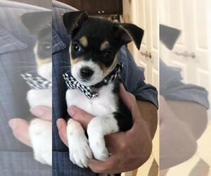 Rat-Cha Dogs for adoption in Rosenberg, TX, USA
