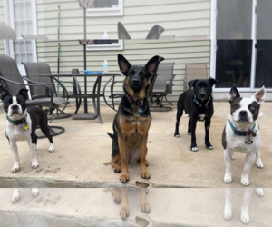 Mutt Dogs for adoption in Unionville, PA, USA