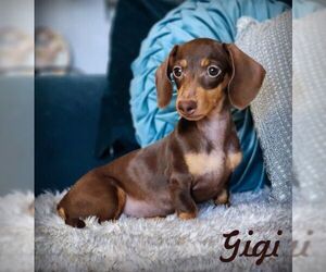 Dachshund Dogs for adoption in Tustin, CA, USA