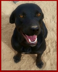 Labrador Retriever-Unknown Mix Dogs for adoption in Queen Creek, AZ, USA