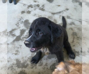 Mutt Dogs for adoption in Stover, MO, USA