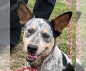 Mutt Dogs for adoption in Canton, CT, USA