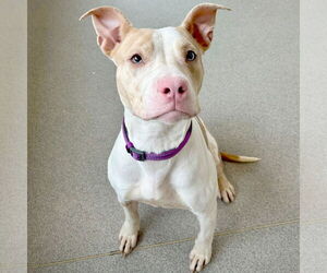 Medium Photo #1 American Pit Bull Terrier-Unknown Mix Puppy For Sale in Jefferson, WI, USA