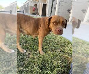 American Pit Bull Terrier-Unknown Mix Dogs for adoption in Corpus Christi, TX, USA