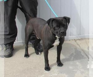Bullboxer Pit Dogs for adoption in Louisville, KY, USA