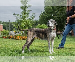 Great Dane Dogs for adoption in Bridgewater, NJ, USA