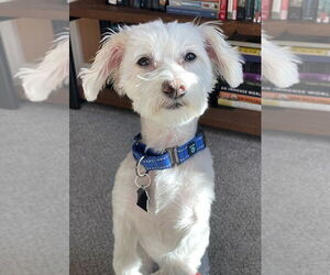 Maltese-Unknown Mix Dogs for adoption in Mundelein, IL, USA