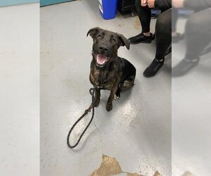 Labrador Retriever-Unknown Mix Dogs for adoption in Peoria, IL, USA