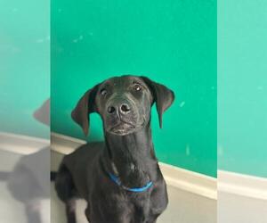 Labrador Retriever-Unknown Mix Dogs for adoption in Visalia, CA, USA