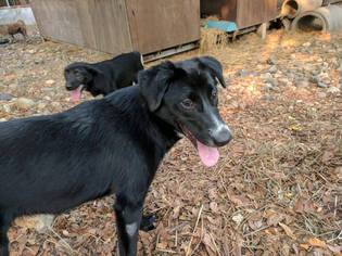 Borador Dogs for adoption in Agoura Hills, CA, USA