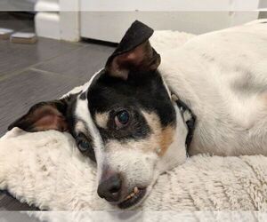 Jack-Rat Terrier Dogs for adoption in Boonton, NJ, USA