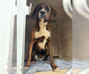 Saint Bernard-Unknown Mix Dogs for adoption in Oklahoma City, OK, USA