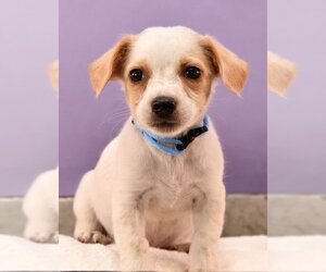 Chi-Corgi Dogs for adoption in Sheridan, CO, USA