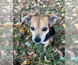 Mutt Dogs for adoption in Thomasville, NC, USA