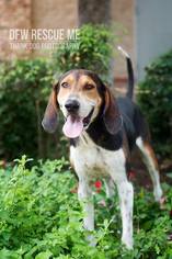 Treeing Walker Coonhound Dogs for adoption in Denton, TX, USA