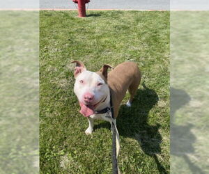 American Pit Bull Terrier Dogs for adoption in Derwood, MD, USA