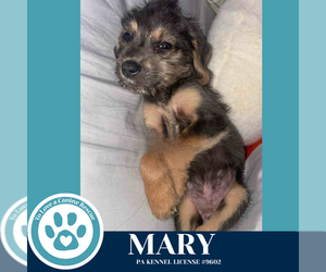 Beagle-Unknown Mix Dogs for adoption in Kimberton, PA, USA