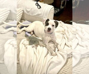 American Staffordshire Terrier-Unknown Mix Dogs for adoption in Holly Springs, NC, USA