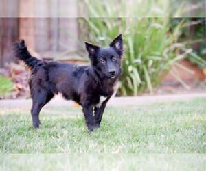 Schip-a-Pom Dogs for adoption in Palo Alto, CA, USA