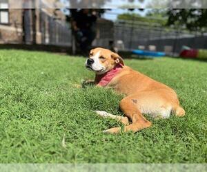 Boxer-Unknown Mix Dogs for adoption in Tulsa, OK, USA