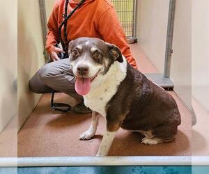 Mutt Dogs for adoption in Ogden, UT, USA