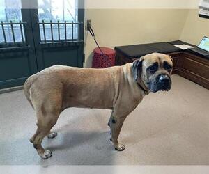 Mastiff Dogs for adoption in Pasadena, CA, USA