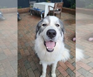 Great Pyrenees Dogs for adoption in Thomasville, NC, USA