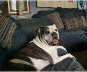 Bulldog Dogs for adoption in Harrisville, WV, USA