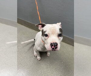 American Pit Bull Terrier-Unknown Mix Dogs for adoption in Las Vegas, NV, USA