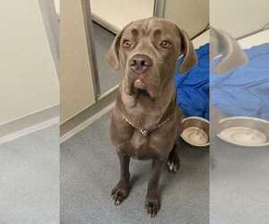 Daniff Dogs for adoption in Glen Allen, VA, USA