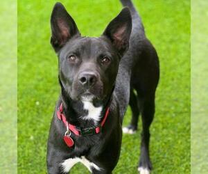 Labrador Retriever-Unknown Mix Dogs for adoption in San Diego, CA, USA