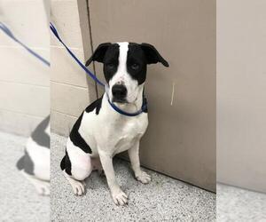 American Pit Bull Terrier-Unknown Mix Dogs for adoption in Conroe, TX, USA