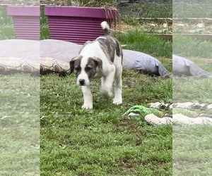 American Pit Bull Terrier-Great Pyrenees Mix Dogs for adoption in Uwchlan, PA, USA