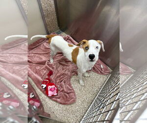 Boxer-Unknown Mix Dogs for adoption in Martinsburg, WV, USA