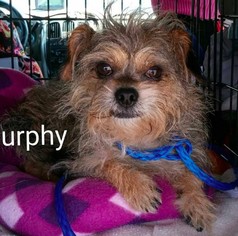 Mutt Dogs for adoption in Encinitas, CA, USA