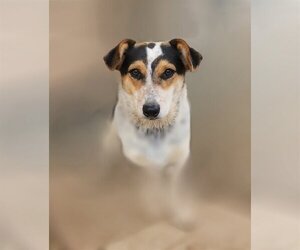 Pembroke Welsh Corgi Dogs for adoption in Bon Carbo, CO, USA