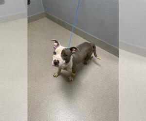 American Pit Bull Terrier-Unknown Mix Dogs for adoption in Las Vegas, NV, USA